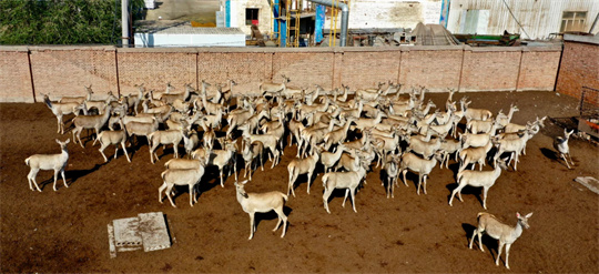新疆昌吉盛華商貿鹿舍